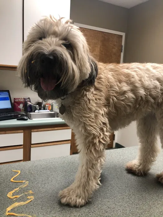 Alliance Animal Hospital 5