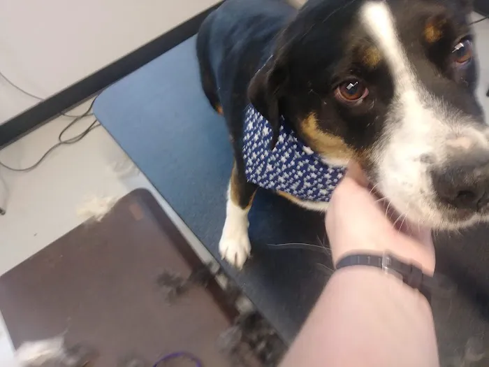 South Lake Veterinary Clinic 5