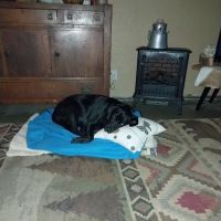 Fenton Animal ico
