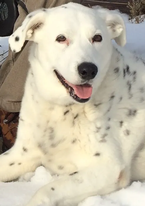 Piscataqua Animal Hospital 1
