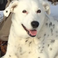Piscataqua Animal Hospital ico