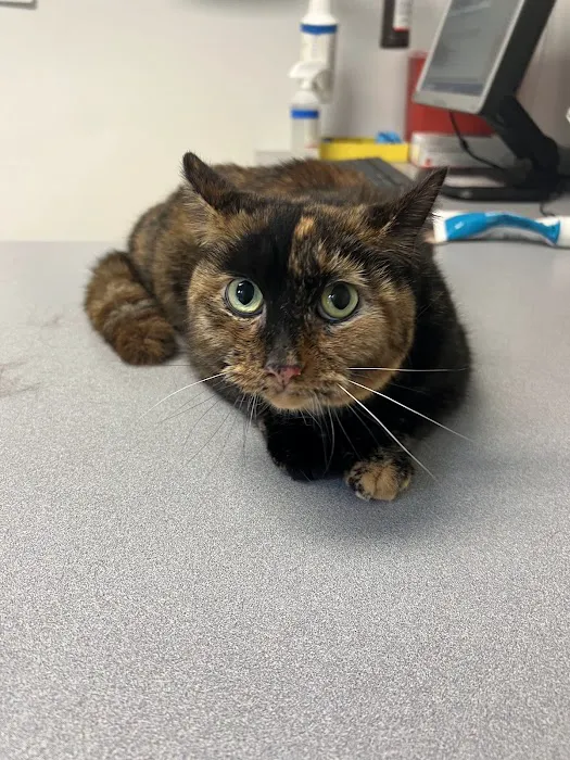Piscataqua Animal Hospital 6