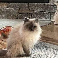 Kittery Animal Hospital ico