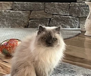 Kittery Animal Hospital