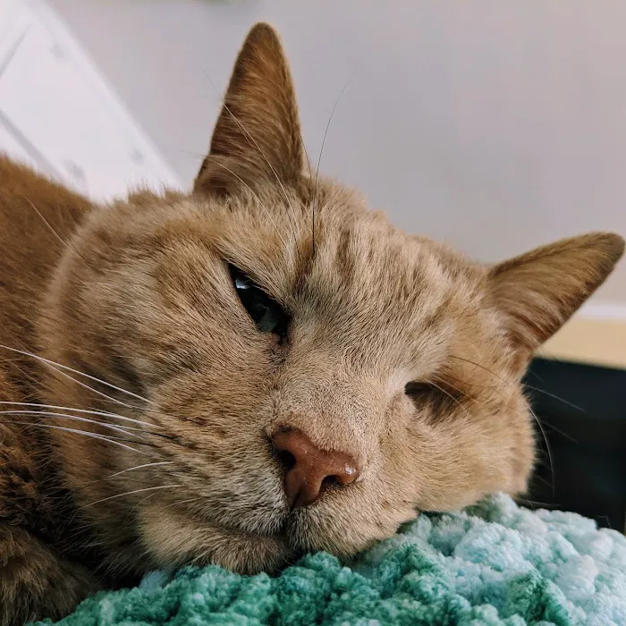 Kittery Animal Hospital 6