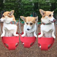 Saco Veterinary Walk-In Care ico