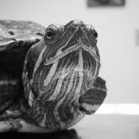 Animal Hospital of South Gorham ico