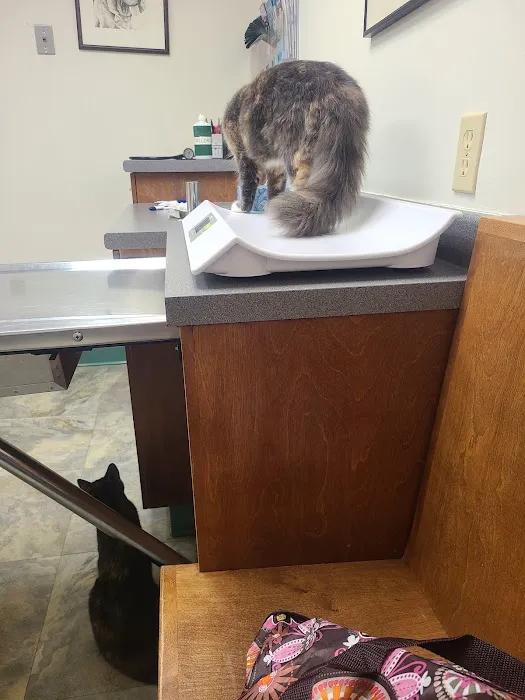 Animal Hospital of South Gorham 7