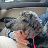 Tender Touch Veterinary Hospital ico