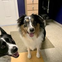 Pine Point Animal Hospital ico