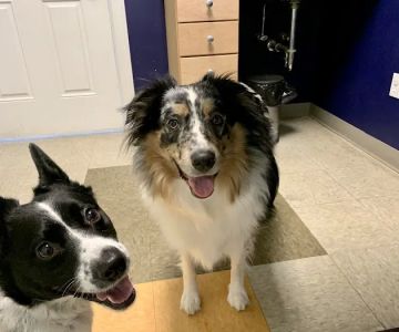 Pine Point Animal Hospital