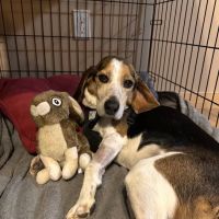 Maine Veterinary Medical Center ico