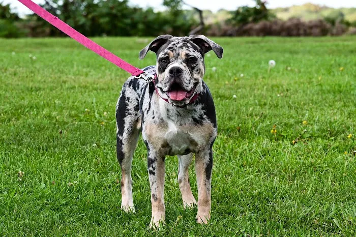 Maine Veterinary Medical Center 2