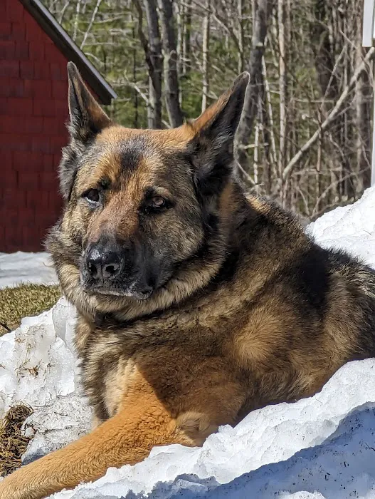 Maine Veterinary Medical Center 10