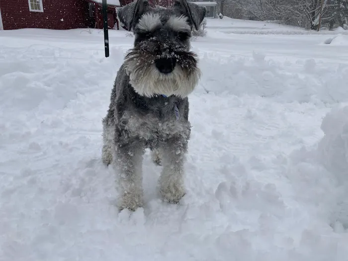 Maine Veterinary Medical Center 5