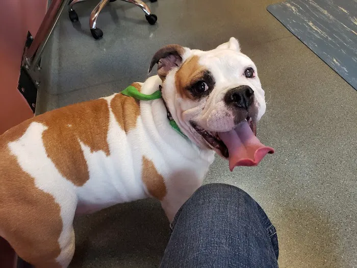 Portland Veterinary Emergency and Specialty Care 2