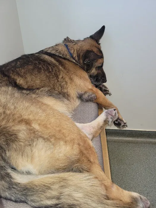 Portland Veterinary Emergency and Specialty Care 3