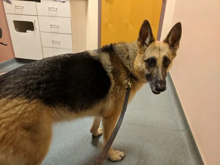 Portland Veterinary Emergency and Specialty Care 7