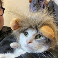 Maine Veterinary Internal Medicine ico