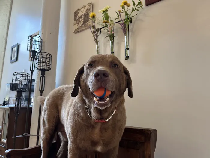 Maine Veterinary Internal Medicine 2