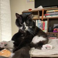 Mainely Veterinary Dentistry ico