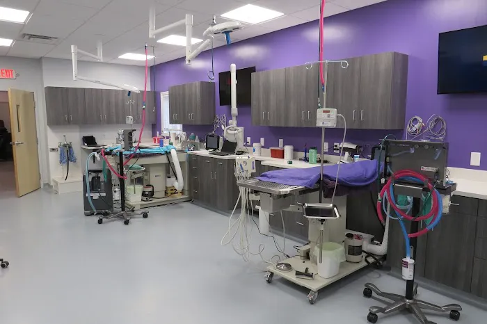 Mainely Veterinary Dentistry 8