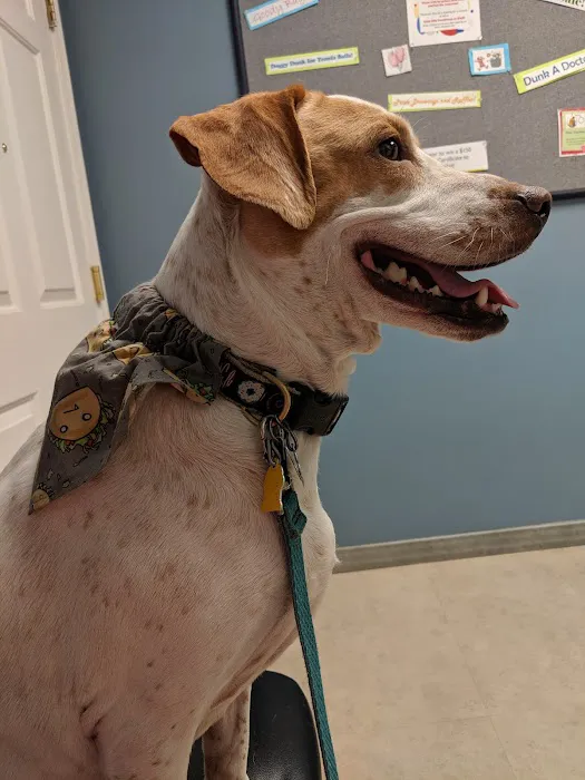 Biddeford Animal Hospital 10