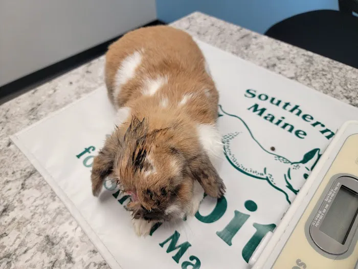 Southern Maine Hospital for Small Mammals 2