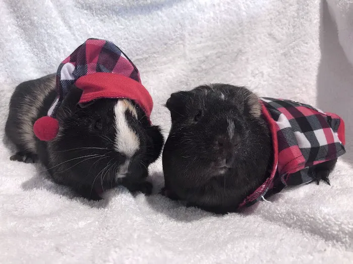 Southern Maine Hospital for Small Mammals 1