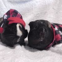 Southern Maine Hospital for Small Mammals ico