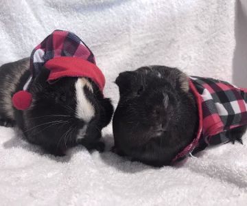 Southern Maine Hospital for Small Mammals