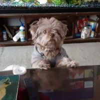 Westbrook Animal Hospital ico
