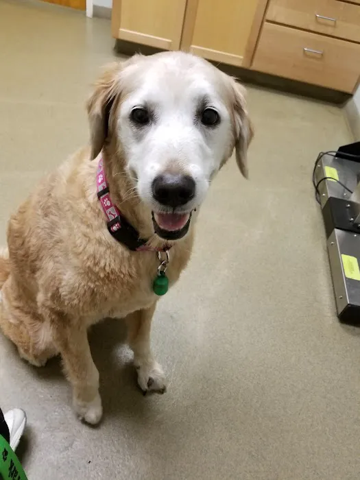 Portland Veterinary Emergency and Specialty Care 5
