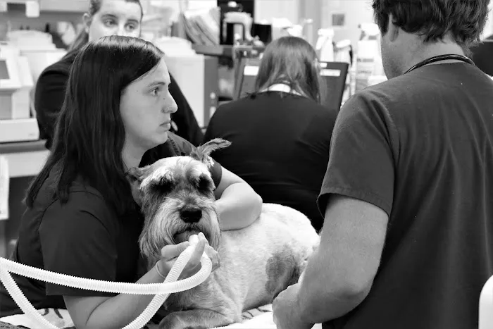 Portland Veterinary Emergency and Specialty Care 2