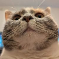 Stoneledge Animal Hospital ico