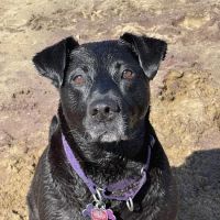 Casco Bay Veterinary Hospital ico