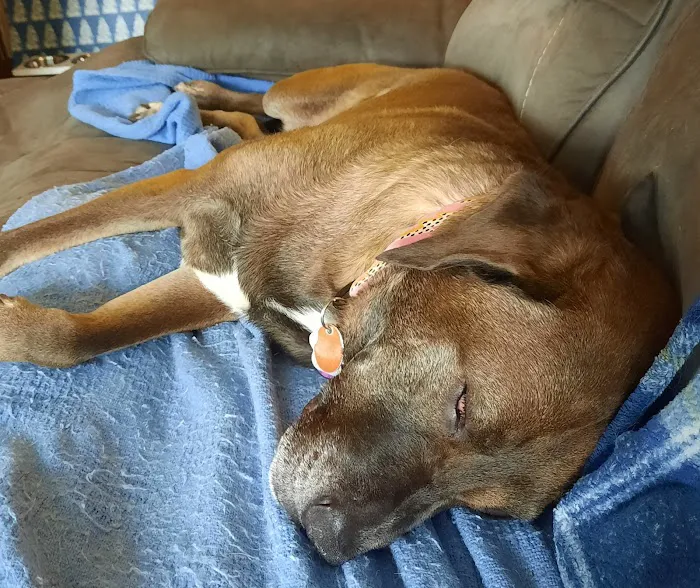 Casco Bay Veterinary Hospital 10