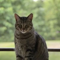 Poland Animal Hospital ico