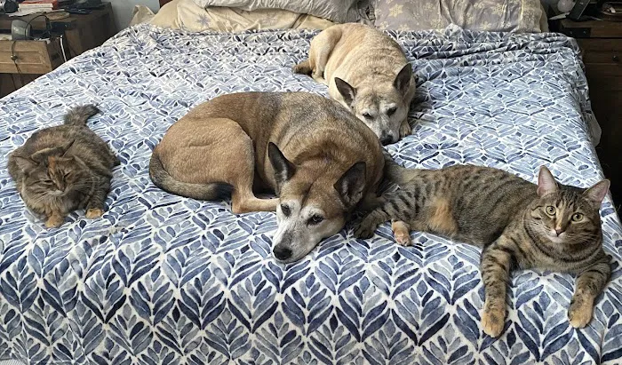 Gray-New Gloucester Animal Hospital 9