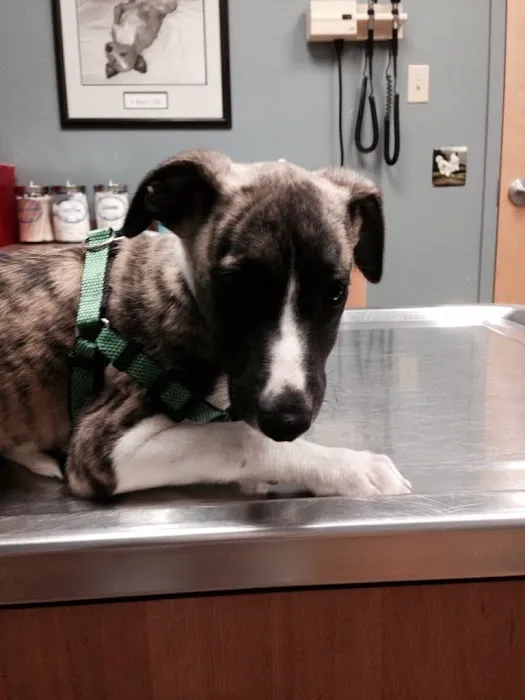 Gray-New Gloucester Animal Hospital 6