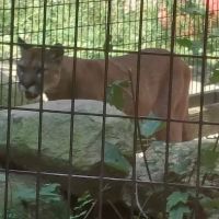 Gray Animal Center ico