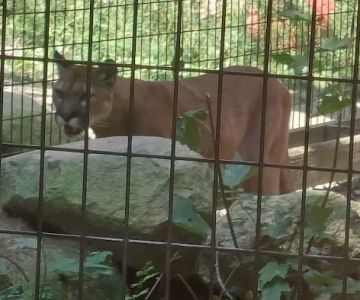 Gray Animal Center