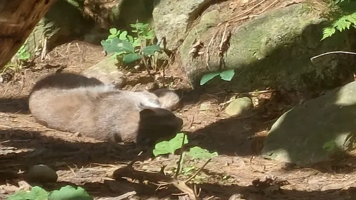 Gray Animal Center 3