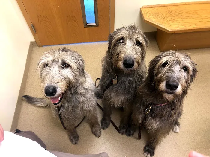 Westside Animal Hospital 1