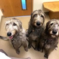 Westside Animal Hospital ico