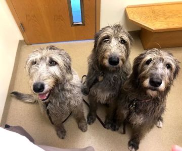 Westside Animal Hospital