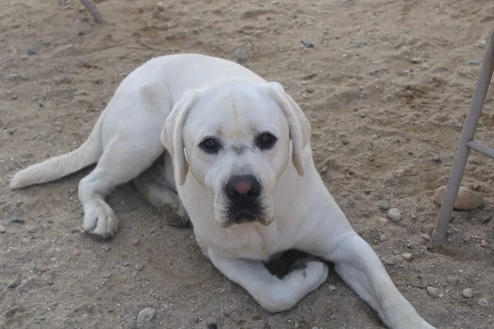 Westside Animal Hospital 5