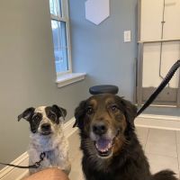 North Yarmouth Veterinary Hospital ico