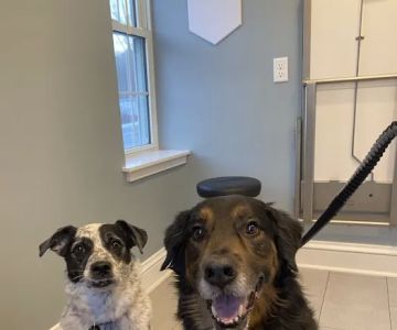 North Yarmouth Veterinary Hospital