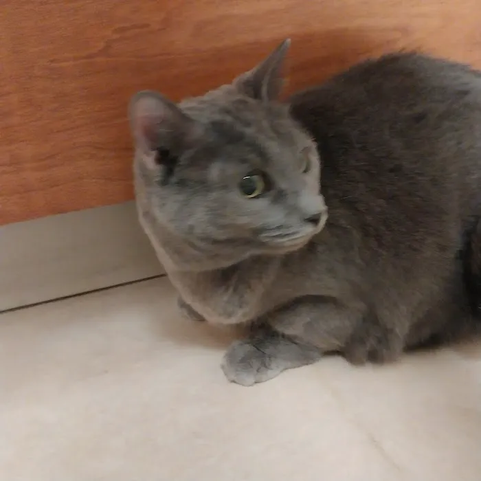 Cumberland Animal Clinic 5